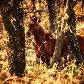 Beautiful horse in the autumn forest