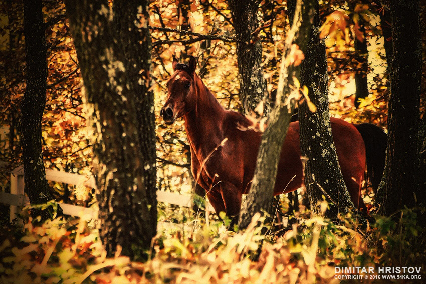 Beautiful horse in the autumn forest photography horse photography animals  Photo