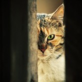 Green eye cat – Close up portrait