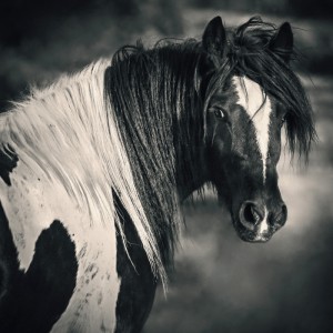 Tinker Horse Portrait