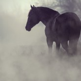 Black horse in the dark mist