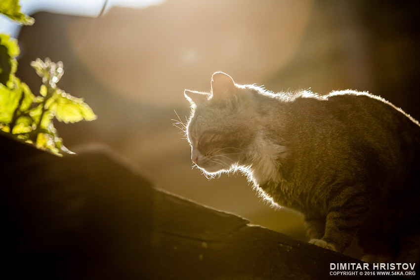 Cat on the sunset light photography top rated featured animals  Photo