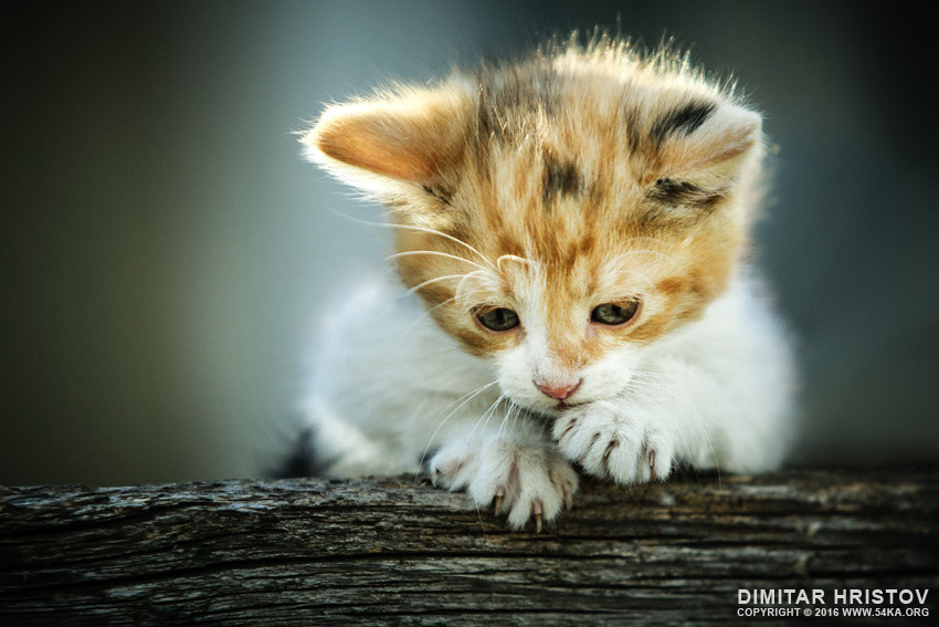 Cute little cat photography top rated featured animals  Photo