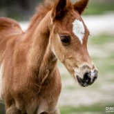 Little horse – Baby animal