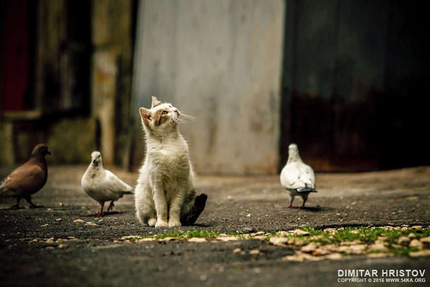 Little street cat and lovely lazy day photography featured animals  Photo