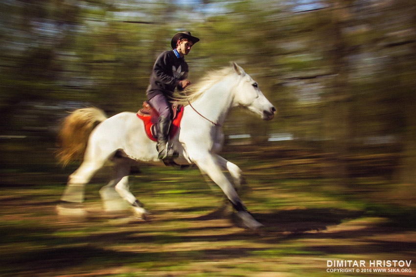Man riding a beautiful white horse in autumn forest daily dose  Photo