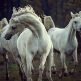 Three white horses – running stallions
