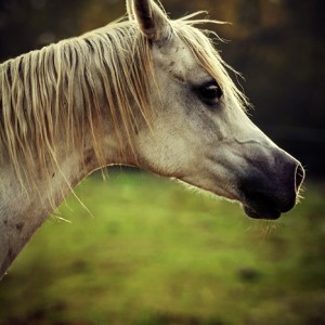 White arabian horse head