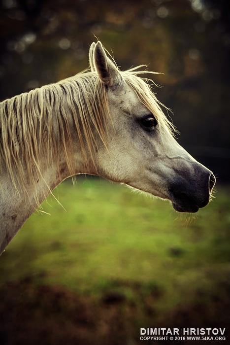 White arabian horse head photography horse photography daily dose animals  Photo