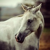White horse close up vintage colors portrait