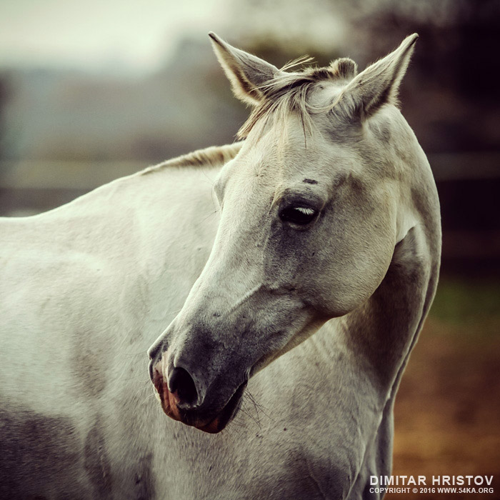 White horse close up vintage colors portrait photography horse photography featured animals  Photo