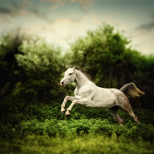 Beautiful white horse jump on the green forest background