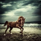 Brown horse galloping on the coastline – running horses