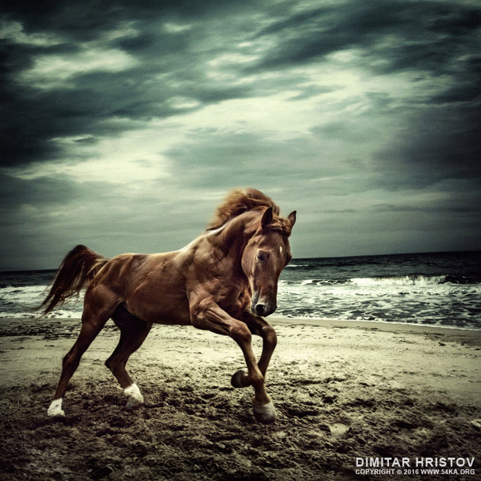 Brown horse galloping on the coastline   running horses photography horse photography featured animals  Photo