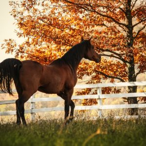 Horse in the beautiful shine autumn forest