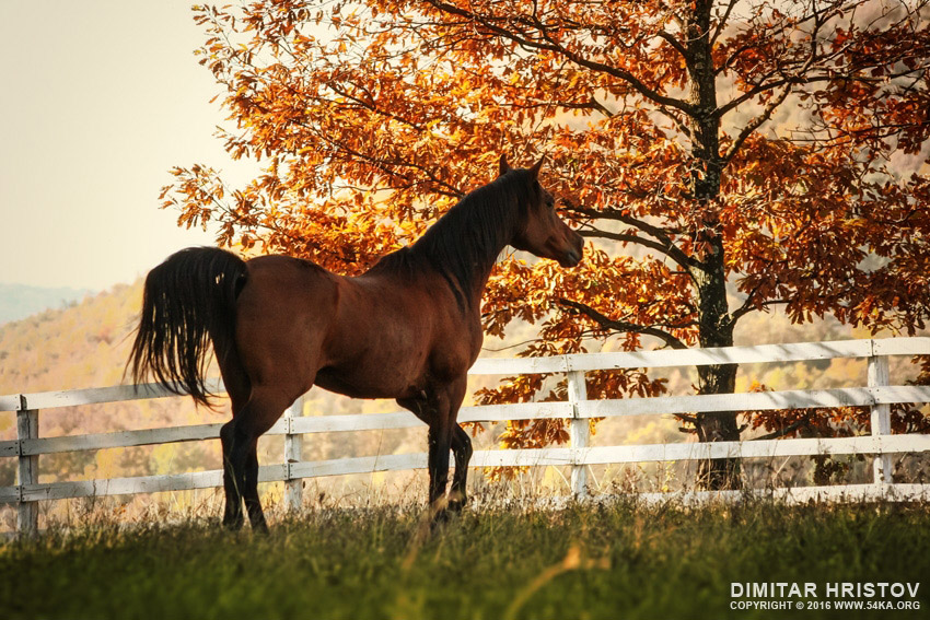 Horse in the beautiful shine autumn forest photography top rated featured equine photography animals  Photo