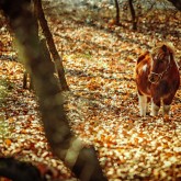 Little horse – Pony in the autumn forest