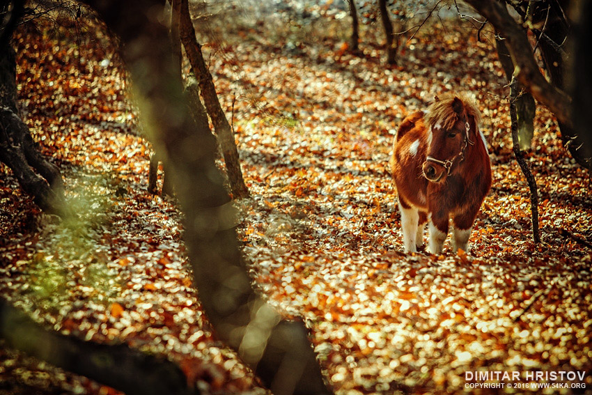 Little horse   Pony in the autumn forest photography horse photography animals  Photo