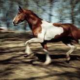 Paint horse running in the forest