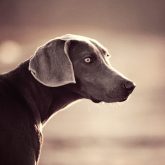Purebred young Weimaraner dog vintage portrait