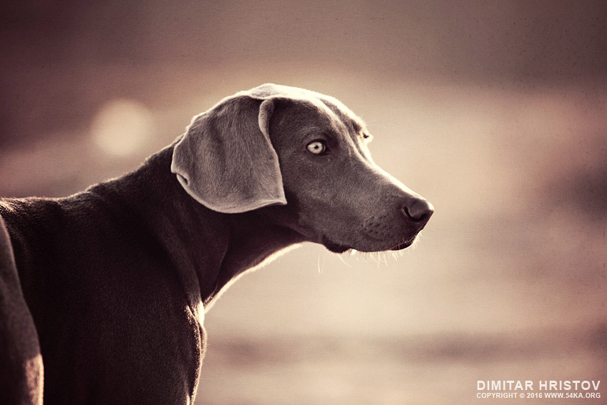Purebred young Weimaraner dog vintage portrait photography animals  Photo