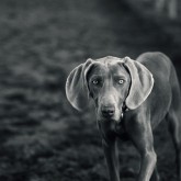 Weimaraner – Dog portrait