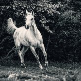White arabian horse portrait on the green forest background