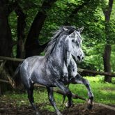 Gray horse running in the green forest