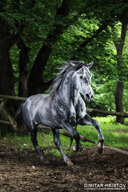 Gray horse running in the green forest photography horse photography featured animals  Photo