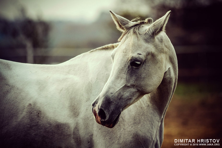 Lonely white horse photography equine photography animals  Photo