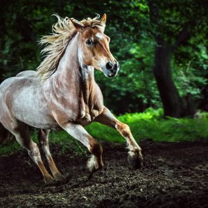 Beautiful strong horse galloping – Stallion in the forest