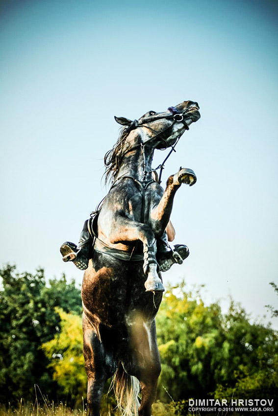 Black horse rearing up in the meadow photography horse photography featured animals  Photo