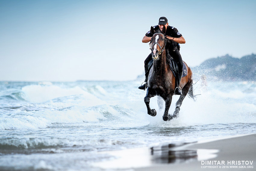 Black police horse running in the sea photography horse photography featured animals  Photo