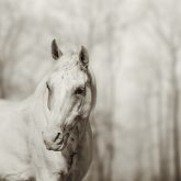 Lone white wild horse