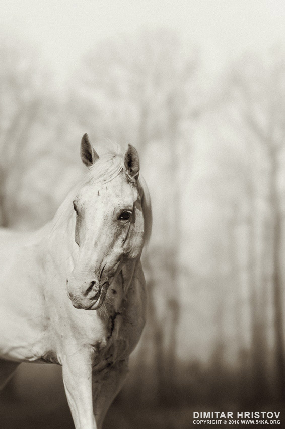 Lone white wild horse photography featured equine photography black and white animals  Photo