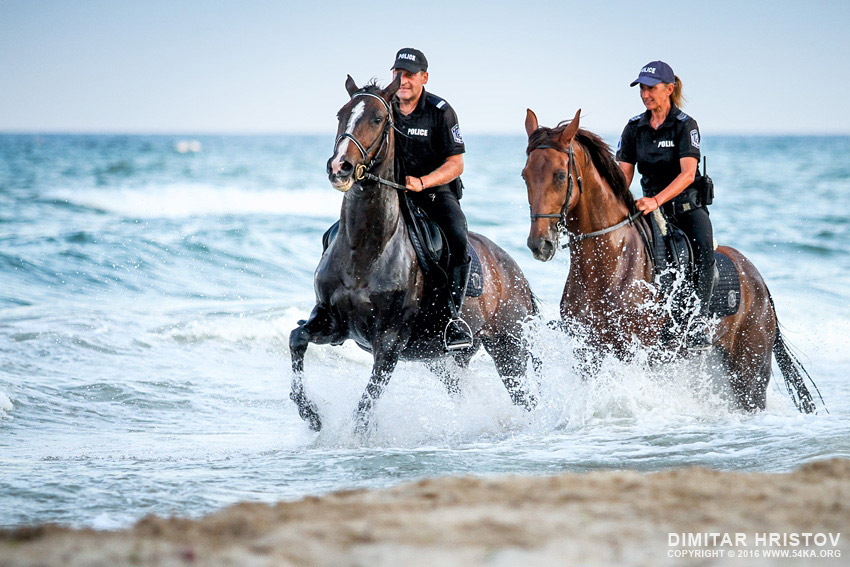 Police horses patrol galloping in the water photography equine photography animals  Photo