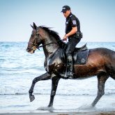 Policeman riding horse in the water on the beach