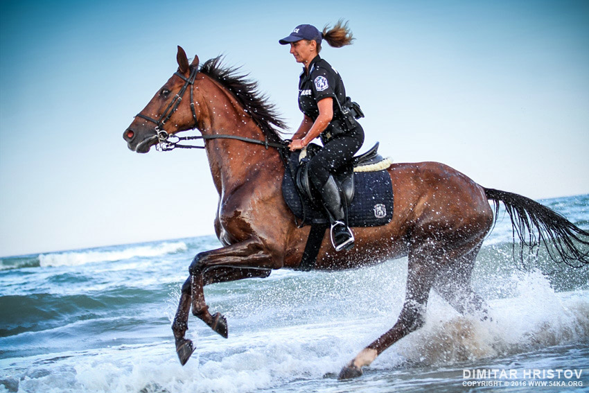 Policewoman riding horse in the water on the beach photography horse photography featured animals  Photo