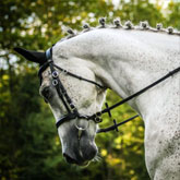 Portrait of a dressage white horse