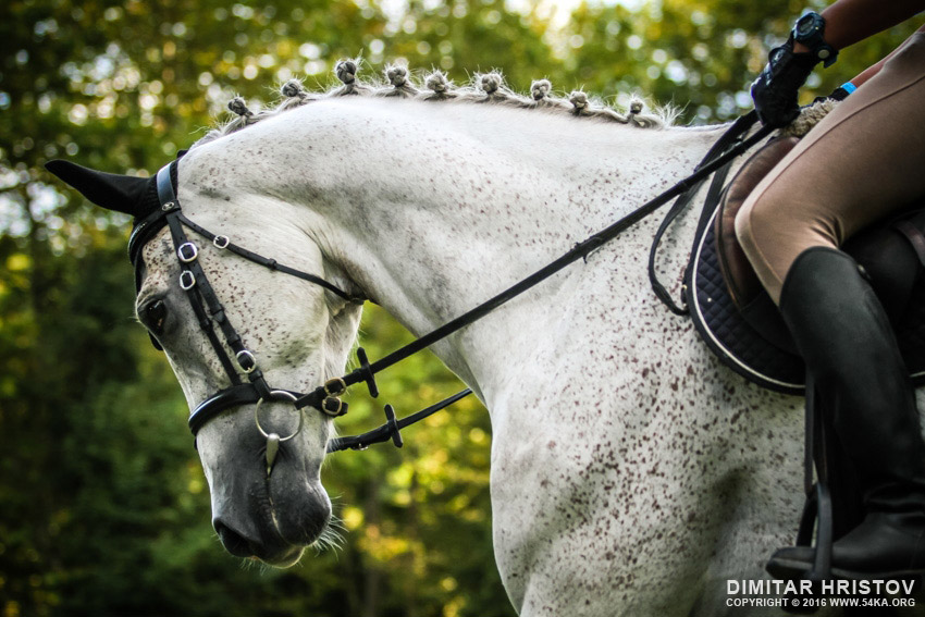 Portrait of a dressage white horse photography horse photography animals  Photo