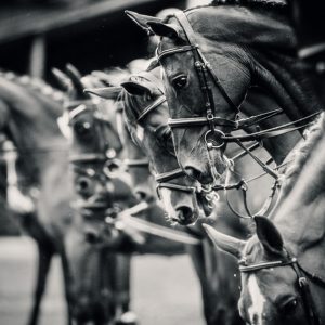 Portrait of a sport horses