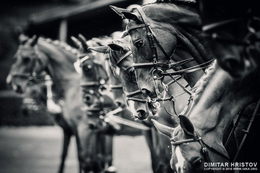 Portrait of a sport horses photography equine photography black and white animals  Photo