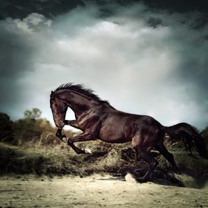 Beautiful black stallion horse running on the stormy sky