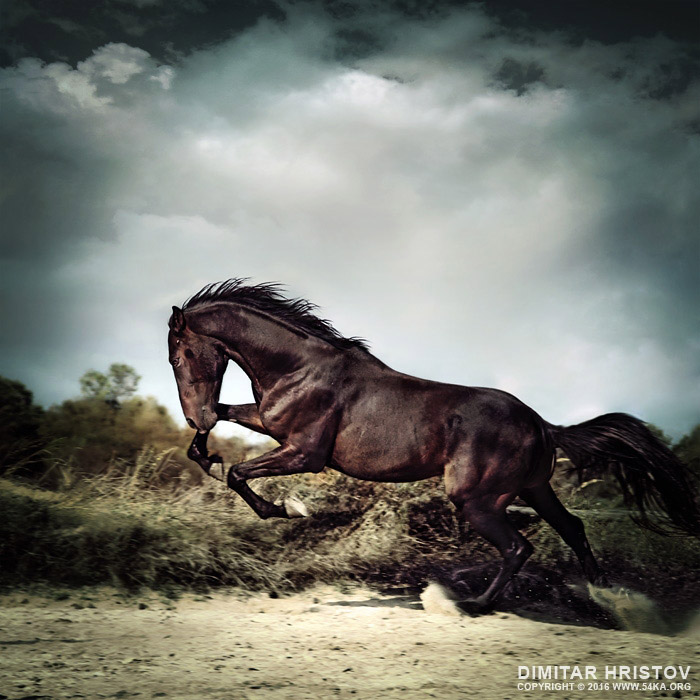 Beautiful black stallion horse running on the stormy sky photography featured equine photography animals  Photo
