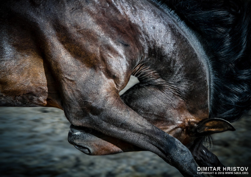 Black stallion in motion photography horse photography featured animals  Photo