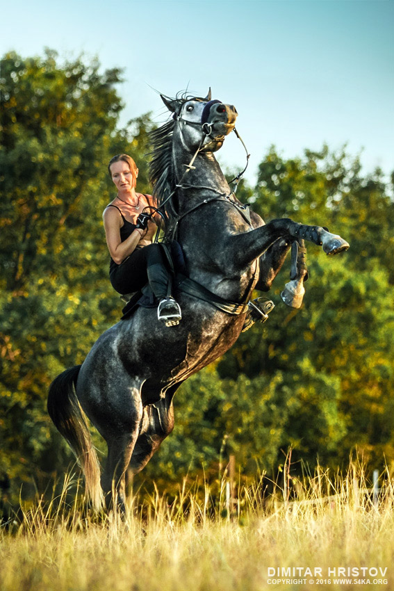 Girl riding rearing up horse   Cropped image photography portraits equine photography animals  Photo
