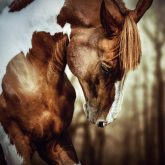 Portrait of paint horse stallion