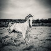 Beautyful white horse galloping – Black and White photography