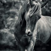 Black and white portrait of horse