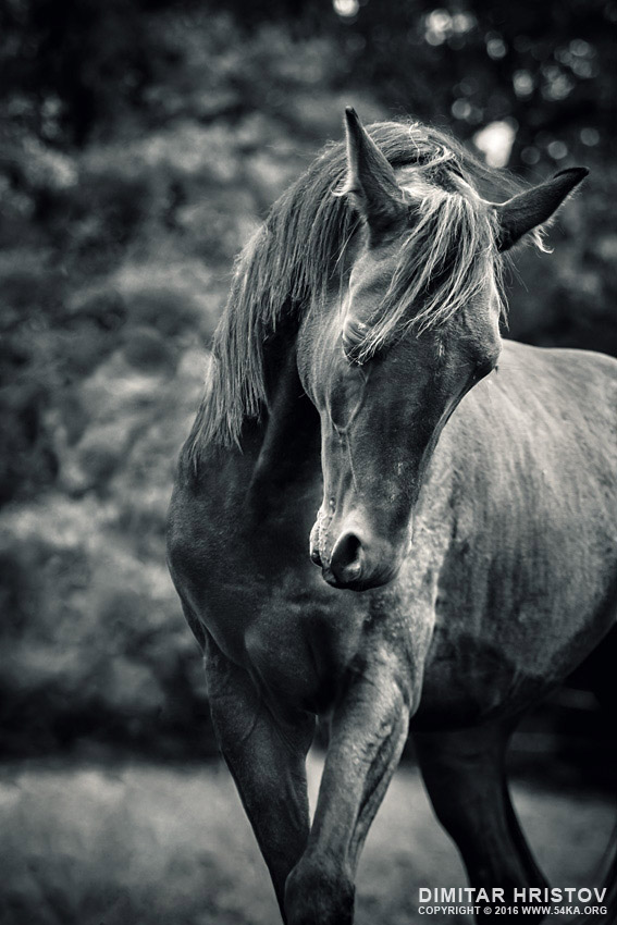 Black and white portrait of horse photography horse photography featured black and white animals  Photo